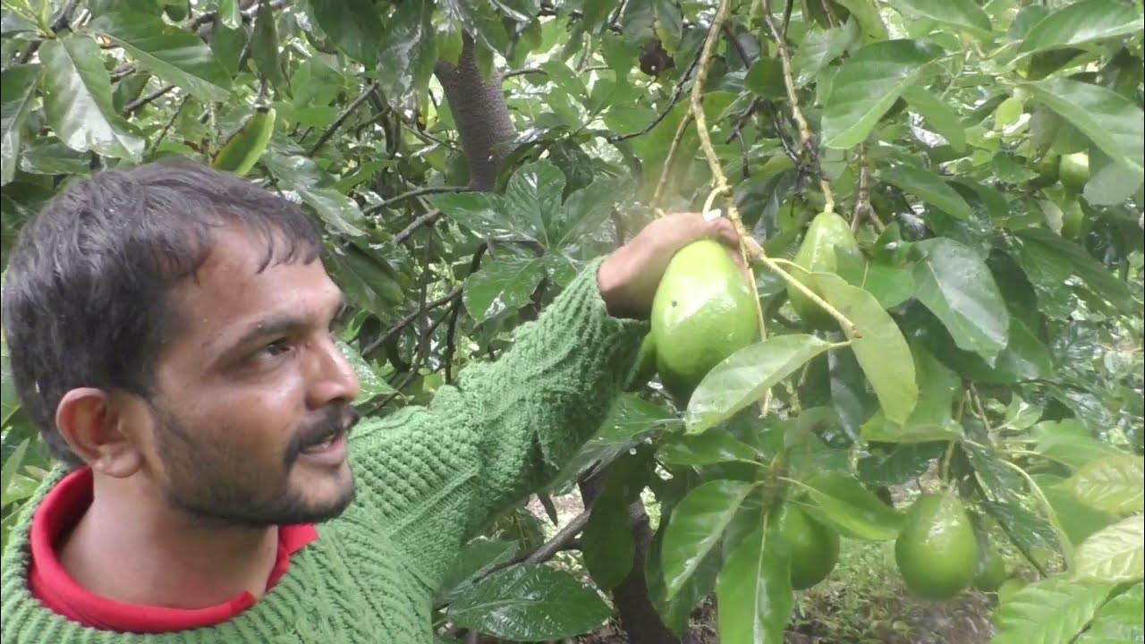 Organic Butter Fruit Farming Dist Karnataka State [Promo] YouTube