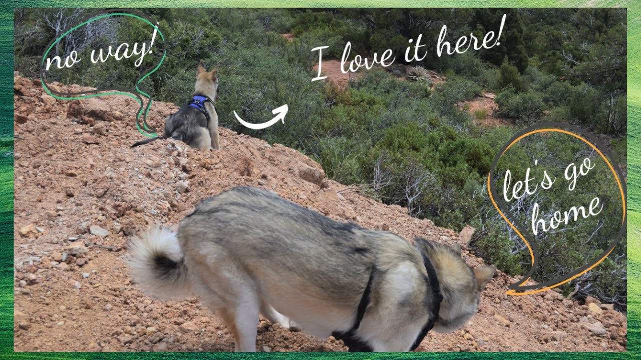 Wolfdogs ventured out at Strawberry Arizona wolfdogs YouTube