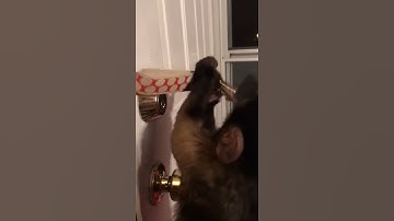 observational learning with buster