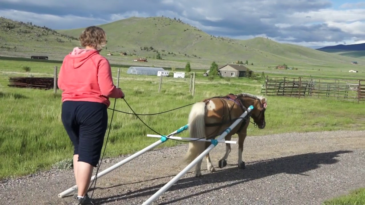 Ground Driving with the Travois in the Open Bridle