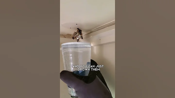 How to get rid of wasps #shorts