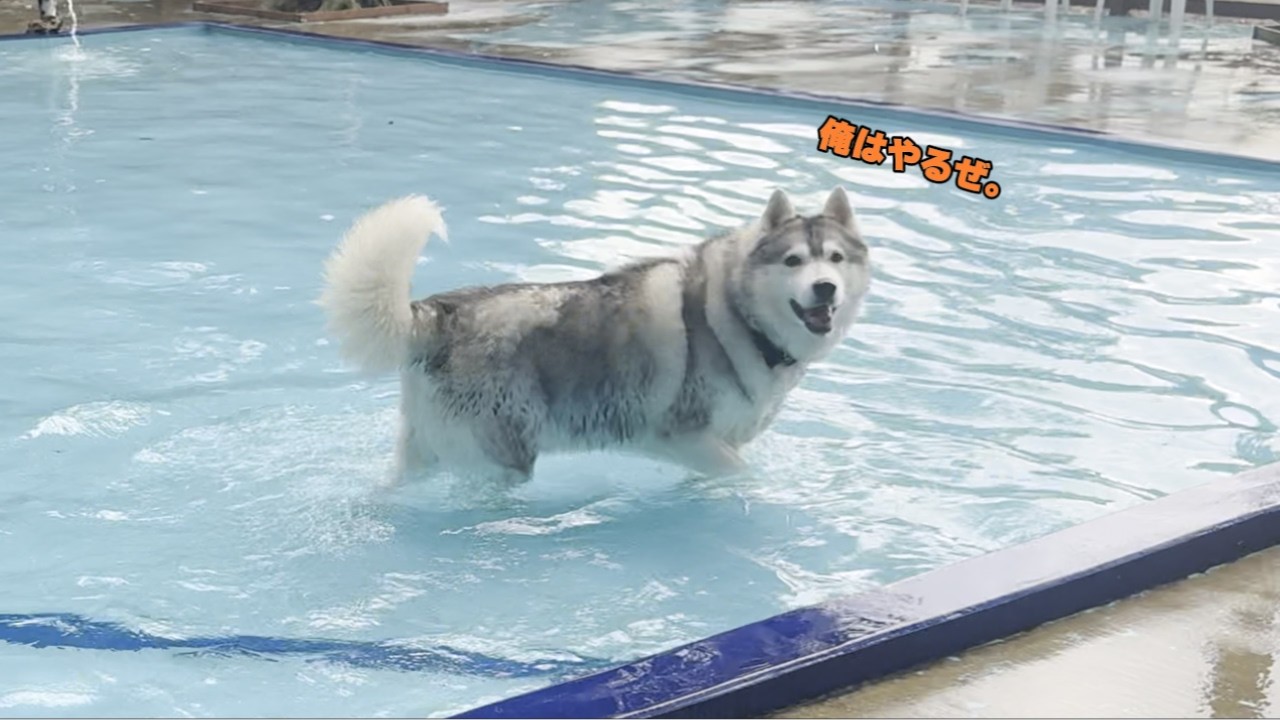 【神回】キャンプとプールに大はしゃぎ！ハスキーとゴールデンレトリバーが可愛すぎて悶絶した…｜犬連れキャンプ