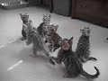 funny bengal kittens