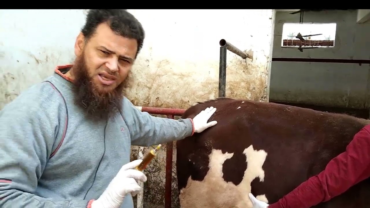 العجل بيتعالج بطريقة سهلة خالص