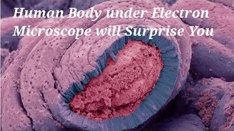 Human Body Under Electron Microscope will Surprise You | Microscopic World
