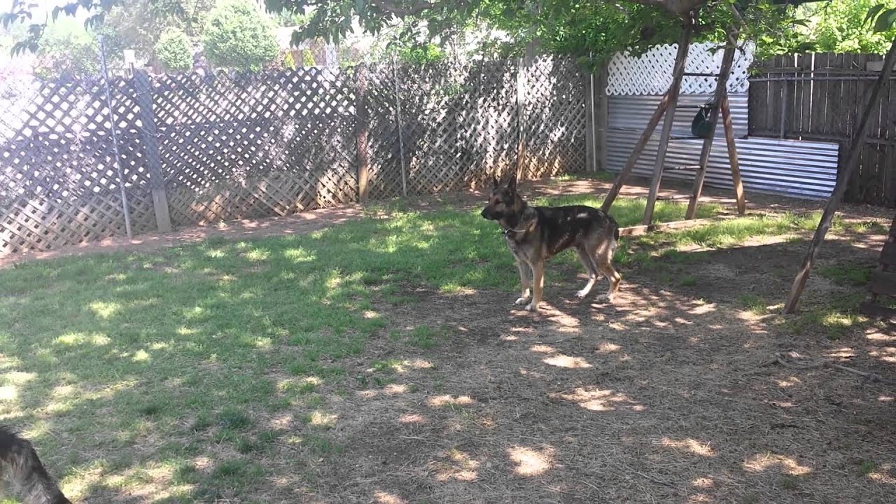 My guard dogs camera iphone 8 plus apk