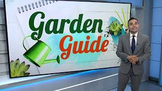 Garden Guide Q & A Featuring Alex Calamia: Figs