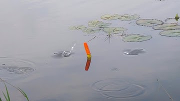 Câu Cá Rô Đồng , Trúng Ổ Cá Rô Mề Trong Bụi Bông Súng Thả Xuống Là Lệt Phao