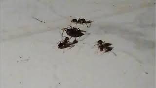 Un Inscecte Que Les Fourmis Nattaquent Pas?