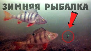 Зимняя рыбалка 2019-2020! Ловля окуня зимой на безмотылку. Подводные съемки.