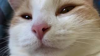 Mac the Cat