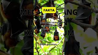 Download Lagu fakta unik hewan kelelawar #fakta #kelelawar  #kalong MP3