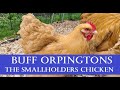 Buff Orpingtons: The Perfect Smallholders/Homesteaders Self-Sufficient Chicken