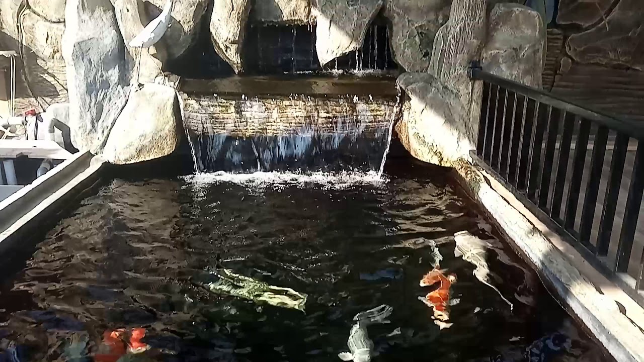 Budidaya ikan koi 