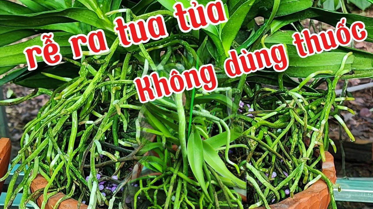 Cách tạo ra bộ rễ tua tủa không dùng thuốc | phong lan rừng phúc vân