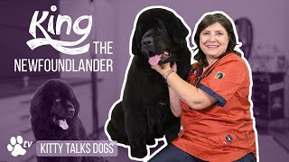 Grooming King the Newfoundlander | Kitty Talks Dogs  TRANSGROOM