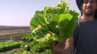 Hazera Lettuce Promotional Video