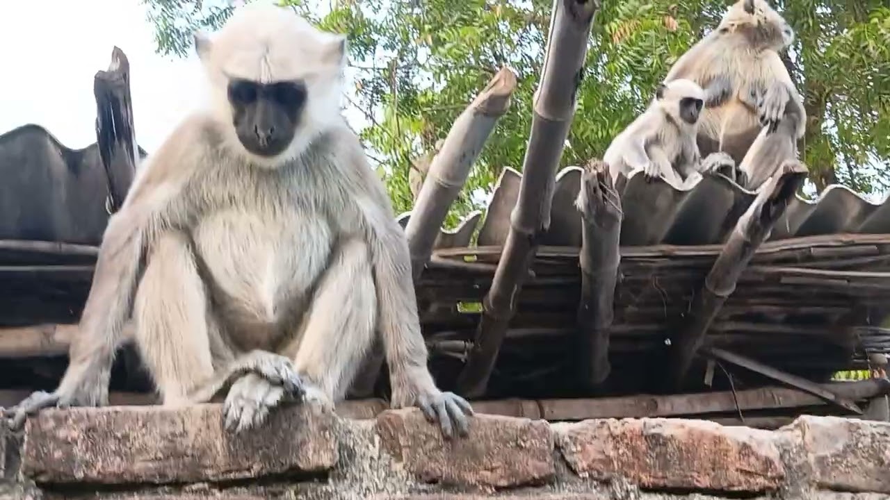 Monkey eating grains #trending #monkeycomedy #vlog 