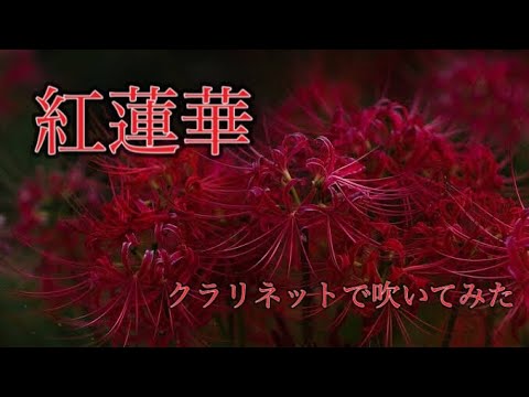紅蓮華をクラリネットで吹いてみた(クラリネット4重奏)