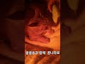 고양이 골골송… 이 소리 들으면 바로 잠듬 🐱