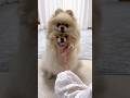 ママが抱きしめると、トロトロとけちゃうよー!#dog #foryou #pomeranian