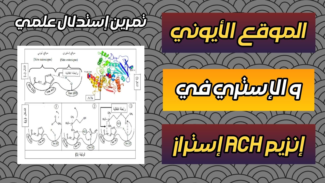 الإنزيمات 🧀 تمرين الموقع الأستيري في انزيم ACH استراز !!