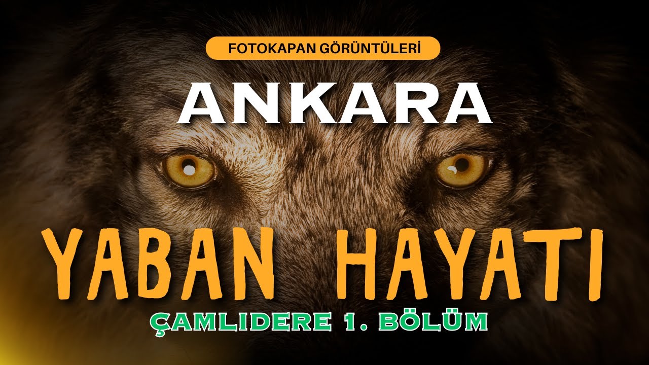 ANKARA YABAN HAYATI   Çamlıdere  BÖLÜM 1
