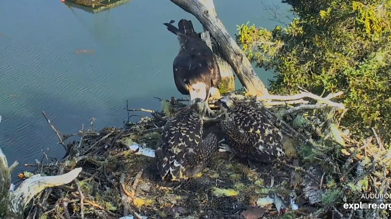 Family Breakfish at 8:30 am EDT - Hog Island Osprey Nest 2019 07 14 ...