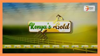Kenya's Gold feature | UFUGAJI WA KUKU| PART 1