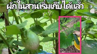 พาดูผัก เก็บผักในสวน#สวนผัก #คนไทยในอเมริกา #ชนบท usa