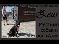 Амстафф и собаки на Урале. Встречаем местных собак).Европа-Азия. Часть 3.