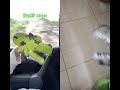 Dinosaur