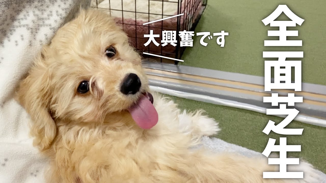 愛犬の滑り止め対策！ニトリのタイルカーペットに大興奮する子犬【チワプー】 YouTube