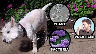 Canine Chemistry: Why do wet dogs always smell so bad?