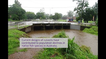 Fish friendly waterways and culverts - hydraulic engineering research at UQ