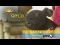Animal Care - Valley&#39;s Gold