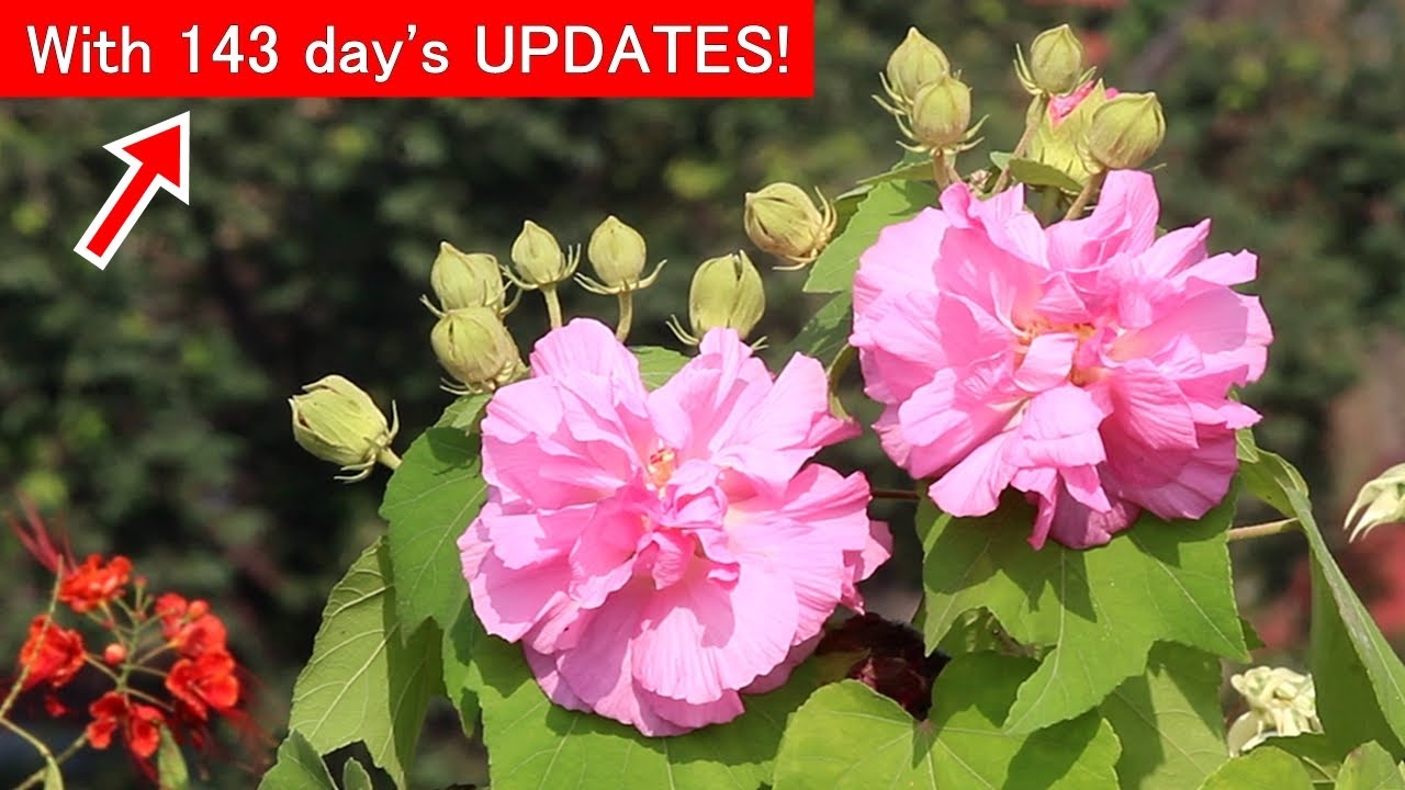 sonic bloom plant growth Weigela Sonic Bloom Punch&trade;  Wayside Gardens