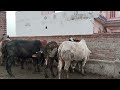 Village life visit our gao #cow #cowfarming #cowmilking 