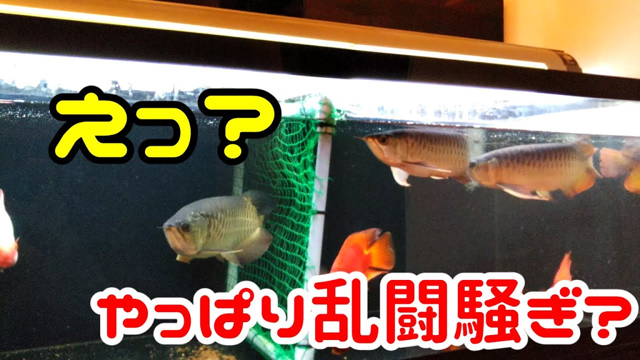 107 アロワナ混泳 やっぱり喧嘩勃発か 紅龍 過背金龍3匹混泳 Youtube
