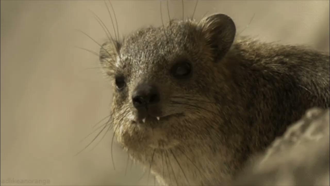Хайракс животное. Даманы. Хайракс животное. Капский даман родственник слона. Даманы в израиле.