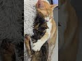 Кто ещё хотел бы оказаться на месте L'amour? 😊