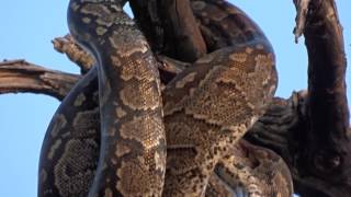 Snake Eating Bird