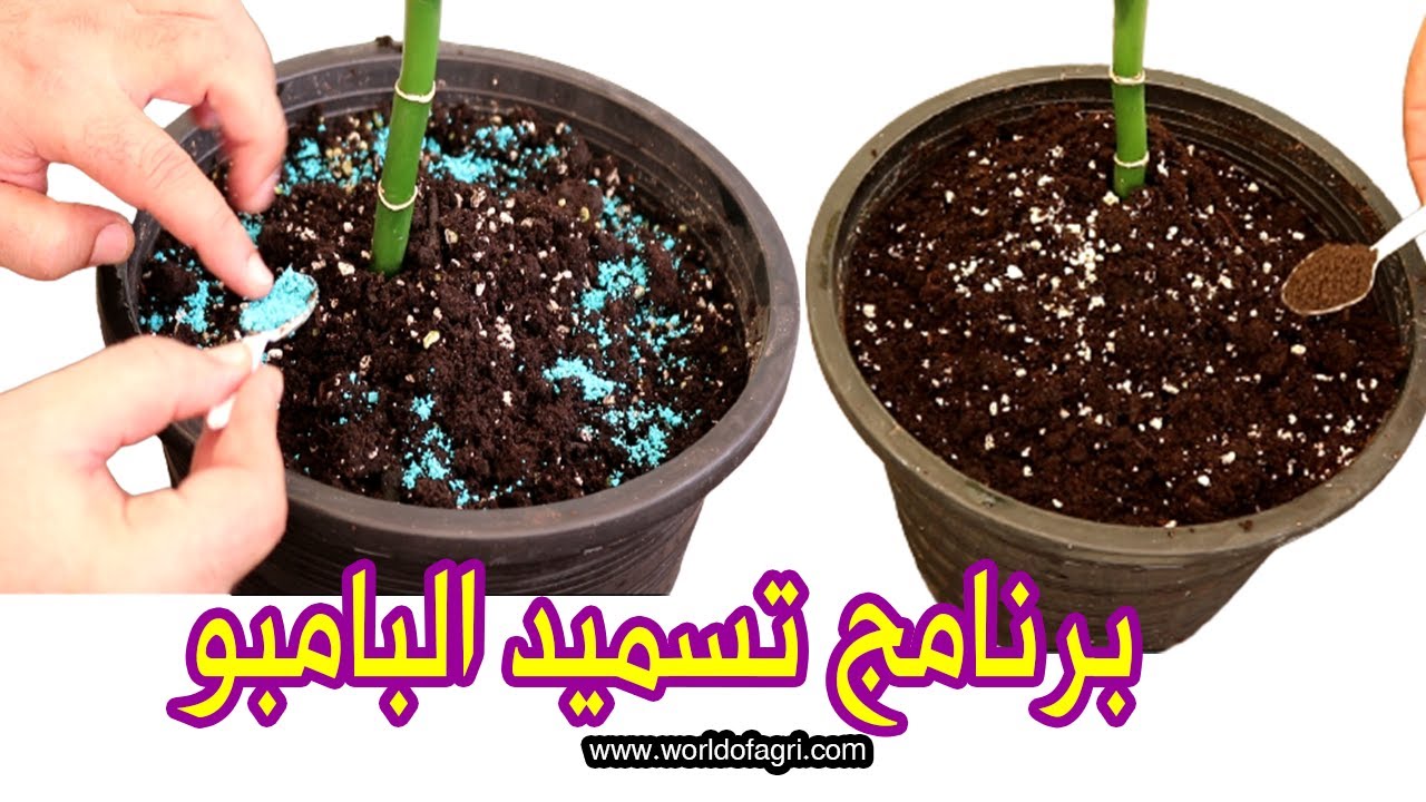 برنامج تسميد نبات البامبو | برنامج تسميد نبات عصا موسي | تسريع نمو نبتة عصا موسى