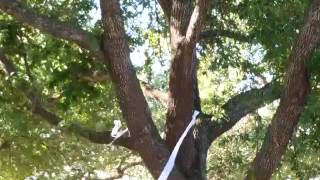 Squirrel Bandit