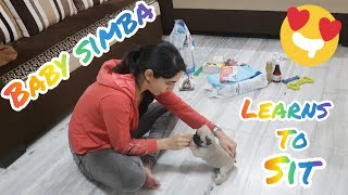Pug Puppy learns SIT COMMAND | Cutest Video