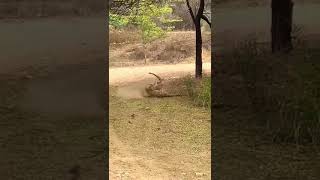 Jhalana Leopard Kills Dog