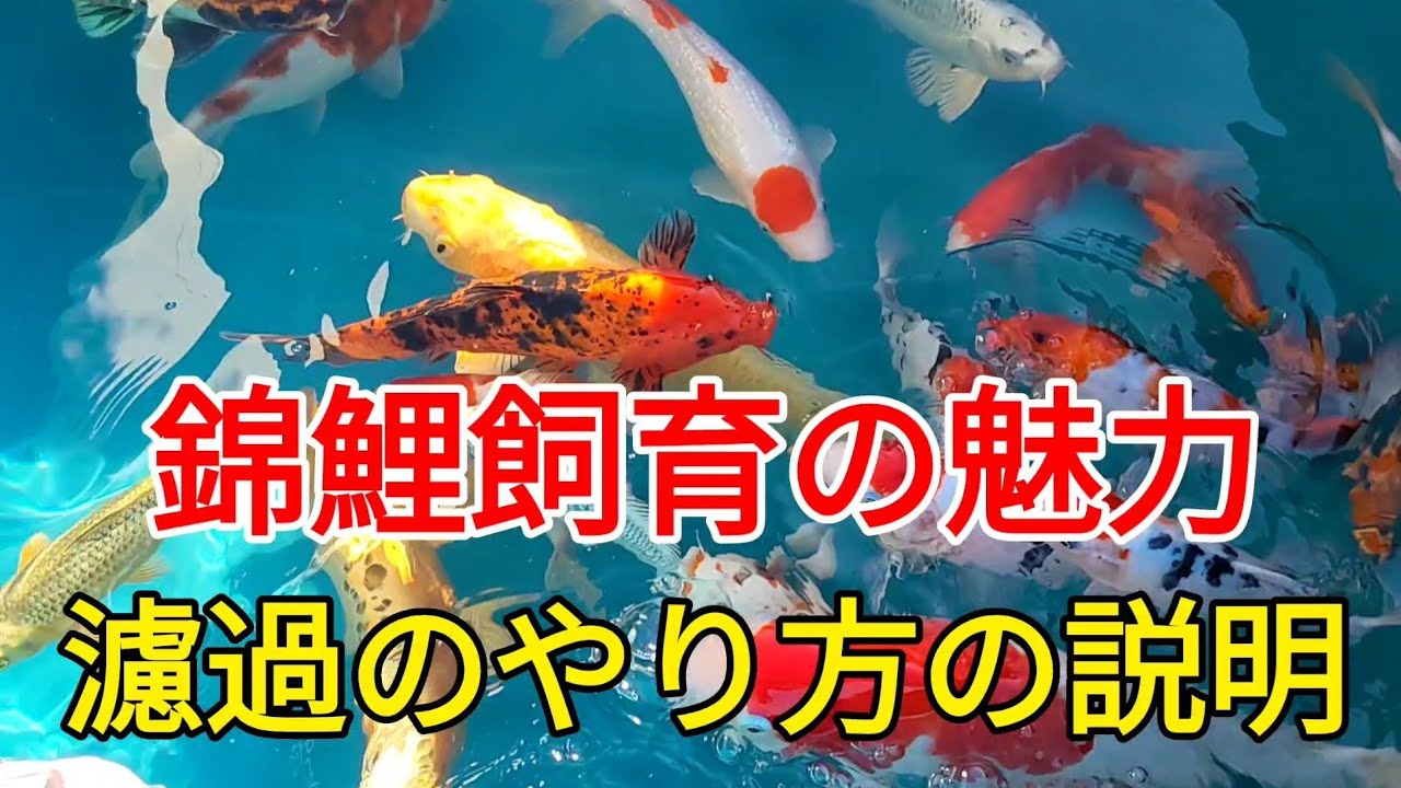 錦鯉飼育と濾過のやり方 Nishikigoi Breeding And Filtration Method 錦鯉 濾過装置 山古志錦鯉 鯉 めのう鯉動画 Youtube 錦鯉飼育と濾過のやり方 Nishikigoi Breeding And Filtration Method 錦鯉 濾過装置 山古志錦鯉 鯉 めのう鯉動画 Youtube