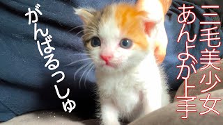 【子猫】早熟三毛イモ、あんよがじょうず