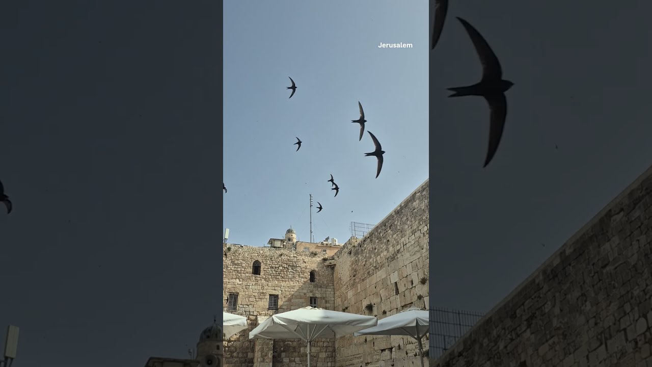 Israeli paraglider helping Jerusalem's swifts adopt to modern life