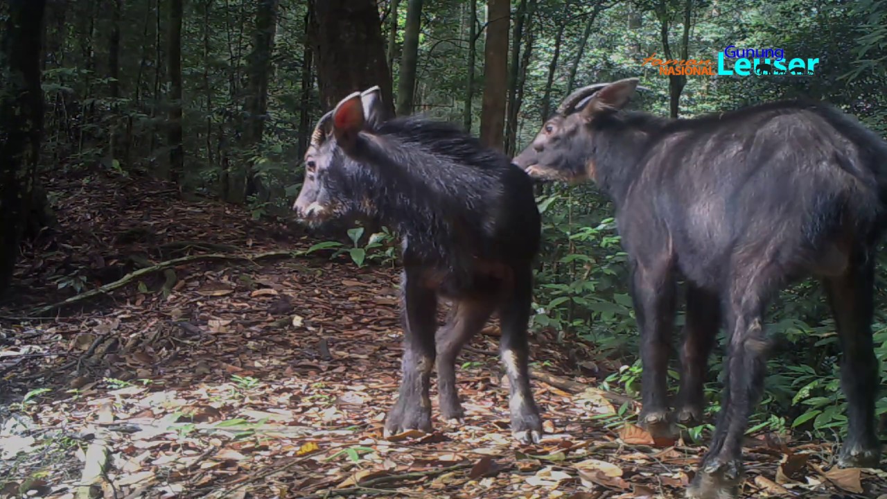  Langka  Kambing Hutan Sumatera di  TN Gunung  Leuser  YouTube